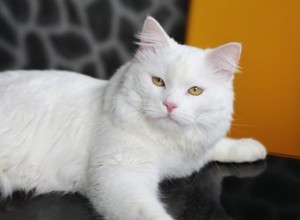 터키 앙고라 고양이 품종 사실 및 정보