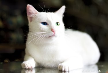 ターキッシュアンゴラ猫の品種の事実と情報 