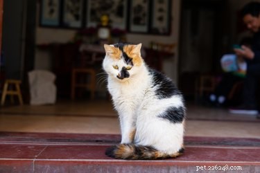 Průměrná hmotnost samic Calicos Cats