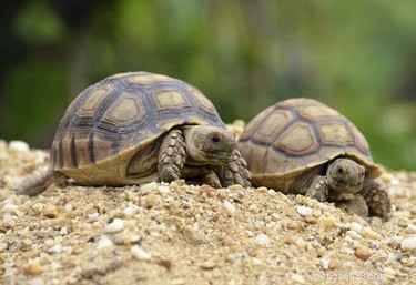 A diferença entre tartarugas Sulcata macho e fêmea