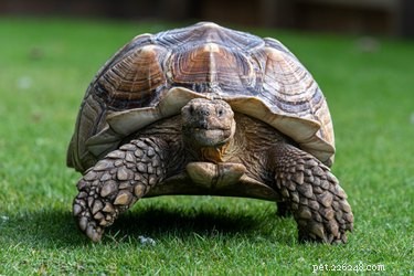 Het verschil tussen mannelijke en vrouwelijke sulcata-schildpadden
