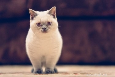 Типы короткошерстных серых кошек