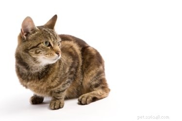 Come distinguere tra un gatto norvegese delle foreste, un gatto Maine Coon e altri gatti delle foreste
