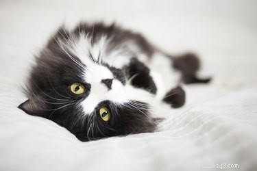 Races de chats noirs et blancs