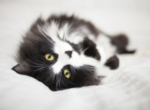 Черно-белые породы кошек