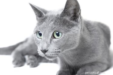 Русские голубые кошки и аллергии