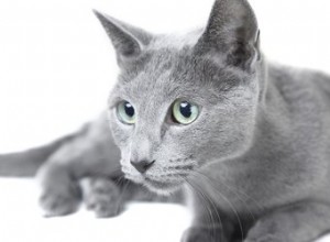 Русские голубые кошки и аллергии