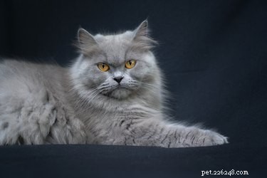 Как повязать персидскую кошку
