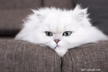 Как повязать персидскую кошку