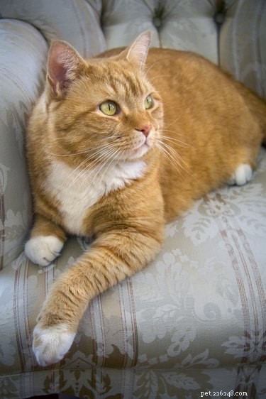 Факты об оранжевых полосатых кошках
