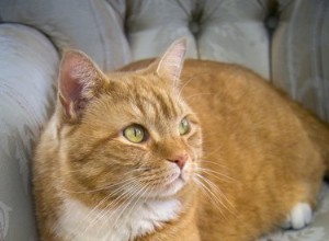 Факты об оранжевых полосатых кошках