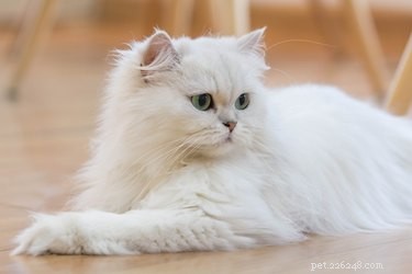 Hur man identifierar en persisk katt