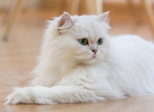 ペルシャ猫を識別する方法 
