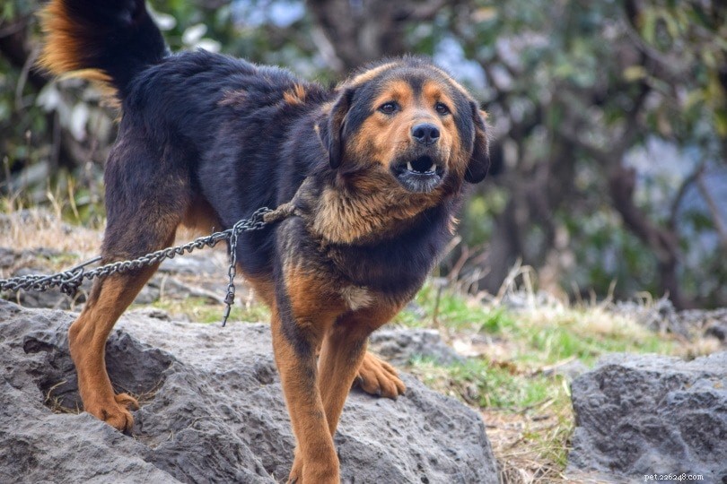 Cão pastor do Himalaia
