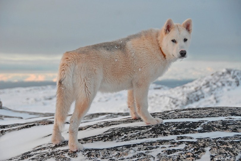 Cão da Groenlândia