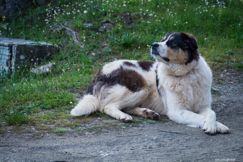 cão pastor grego