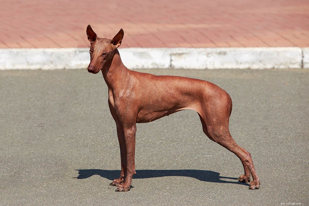 Peruaanse haarloze hond