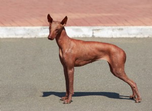 Peruaanse haarloze hond