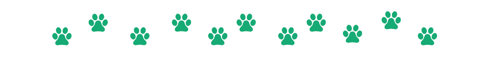 Миниатюрная американская эскимосская собака