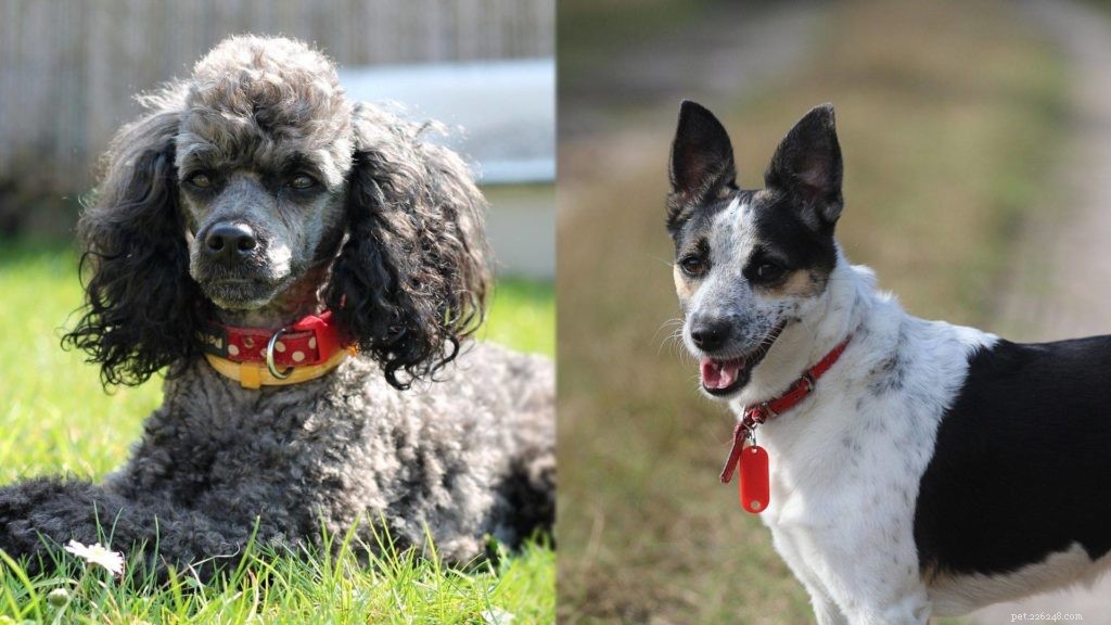 Rattle Dog (Poodle and American Rat Terrier Mix)