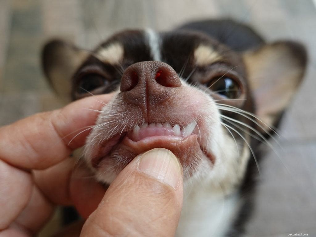 개 치과 치료:알아야 할 모든 것