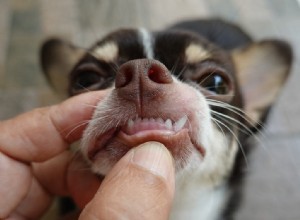 개 치과 치료:알아야 할 모든 것