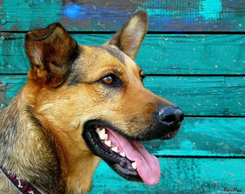 Gebitsverzorging voor honden:alles wat u moet weten