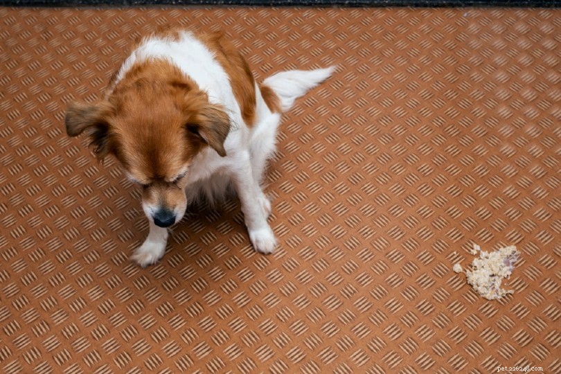 Diarrhée et vomissements du chien :prendre soin de votre chiot