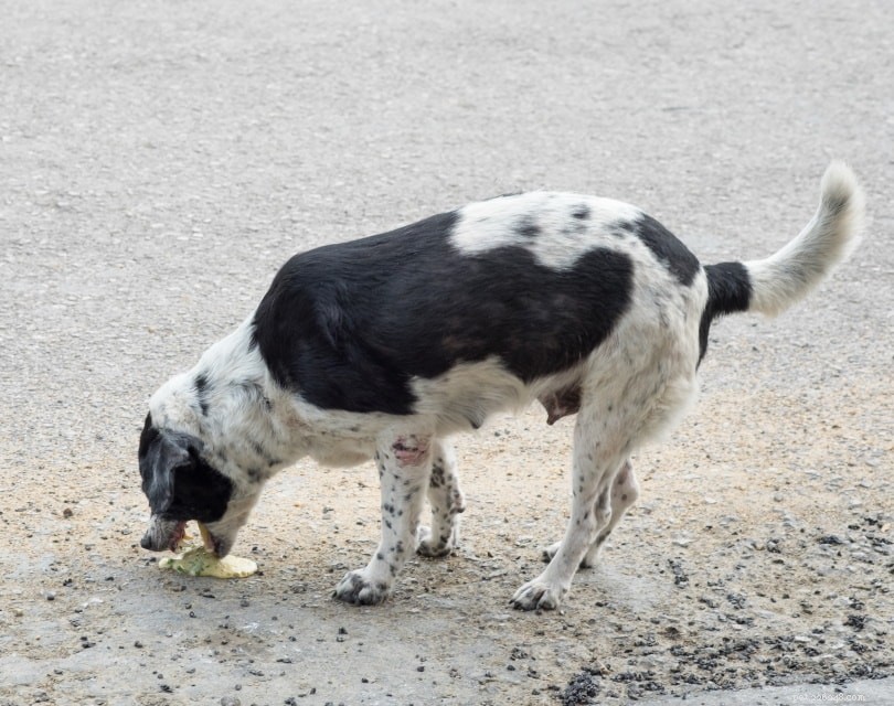 Diarrea e vomito del cane:prendersi cura del proprio cucciolo