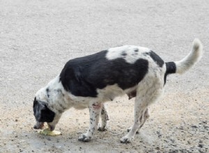 Hunddiarré och kräkningar:Ta hand om din valp