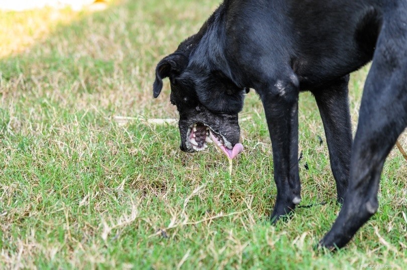 Диарея и рвота у собак:уход за щенком