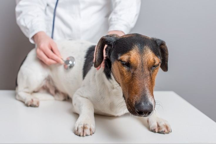 Opgeblazen gevoel bij hond en maagverwijding:symptomen en behandeling