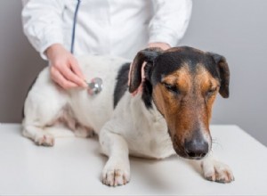 Вздутие живота и расширение желудка у собак:симптомы и лечение