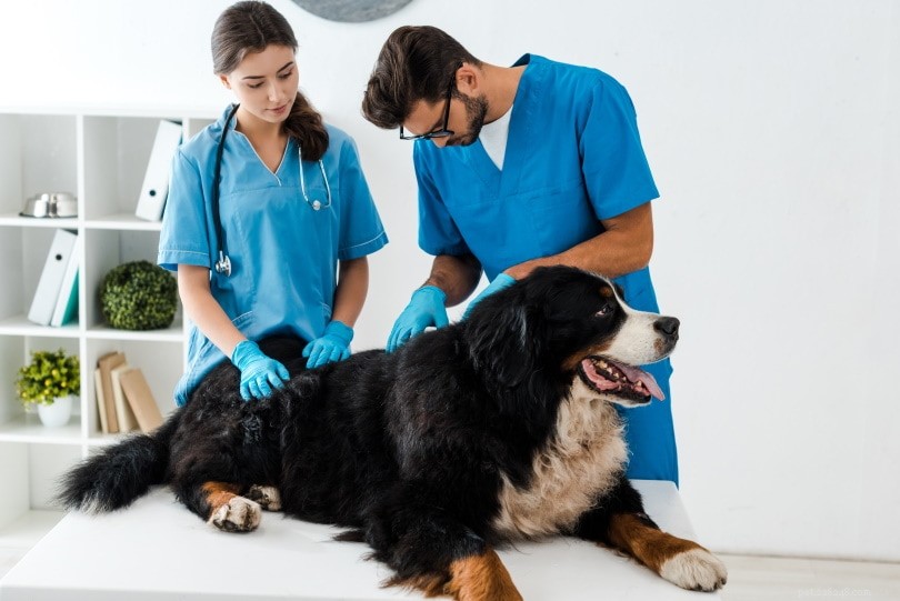 Gonfiore del cane e dilatazione dello stomaco:sintomi e trattamento