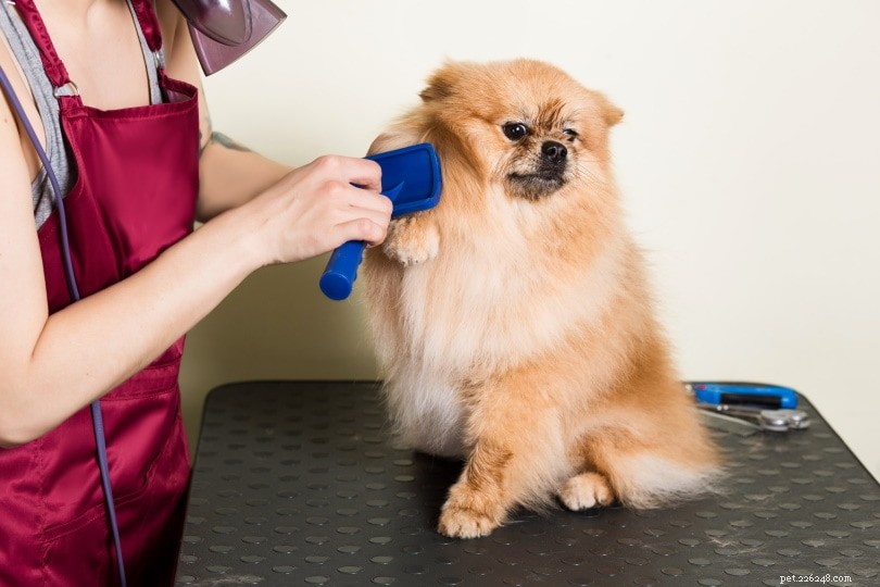 Het haar van je hond borstelen:handige tips en advies