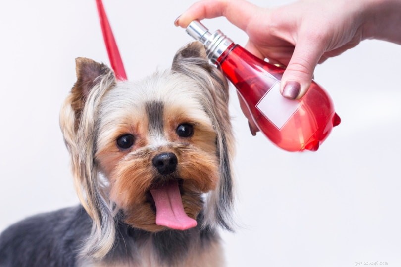 Brosser les poils de votre chien :trucs et conseils utiles 