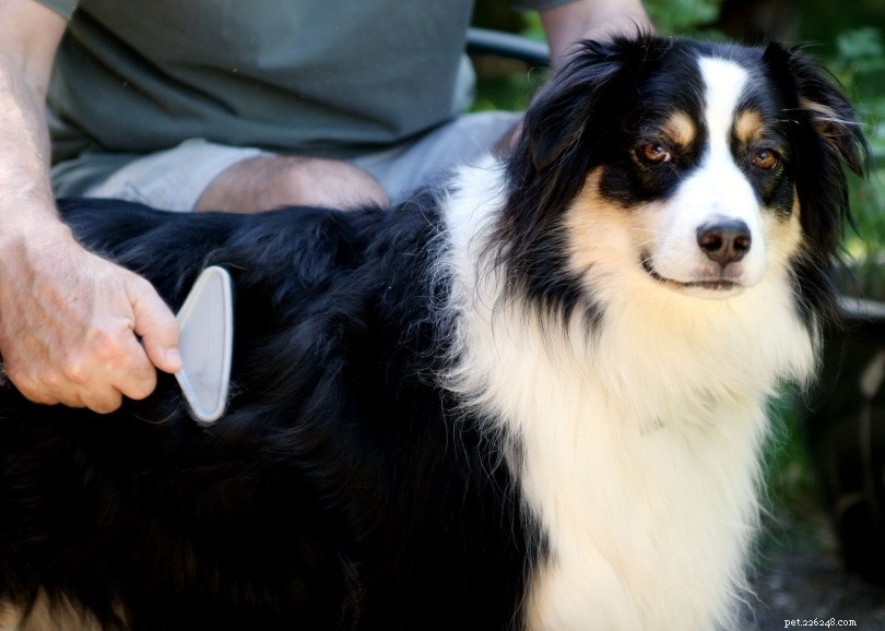 Het haar van je hond borstelen:handige tips en advies