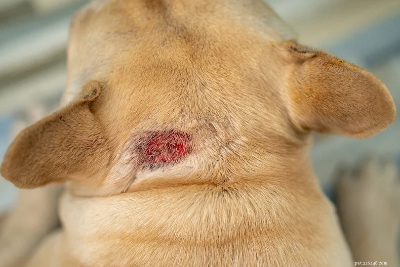 De vanligaste hudproblemen hos hundar