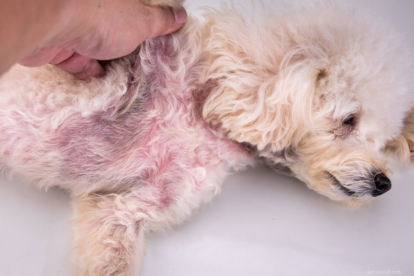 Problemas de pele mais comuns em cães