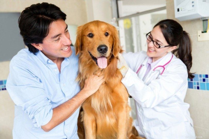 犬のうっ血性心不全：原因、症状、治療 