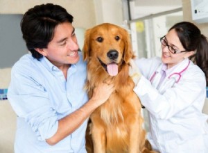 Insuficiência cardíaca congestiva em cães:causas, sintomas, tratamento