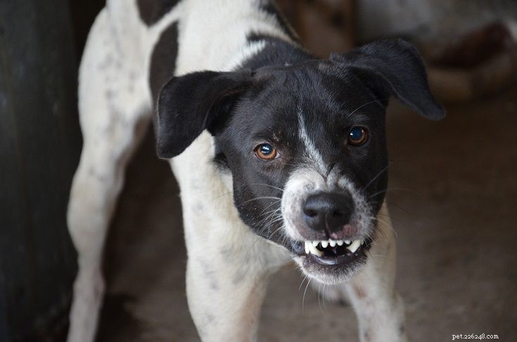 Rabies hos hundar:vaccination, symtom och överföring