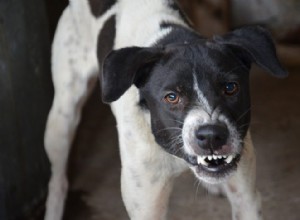 Rabies hos hundar:vaccination, symtom och överföring