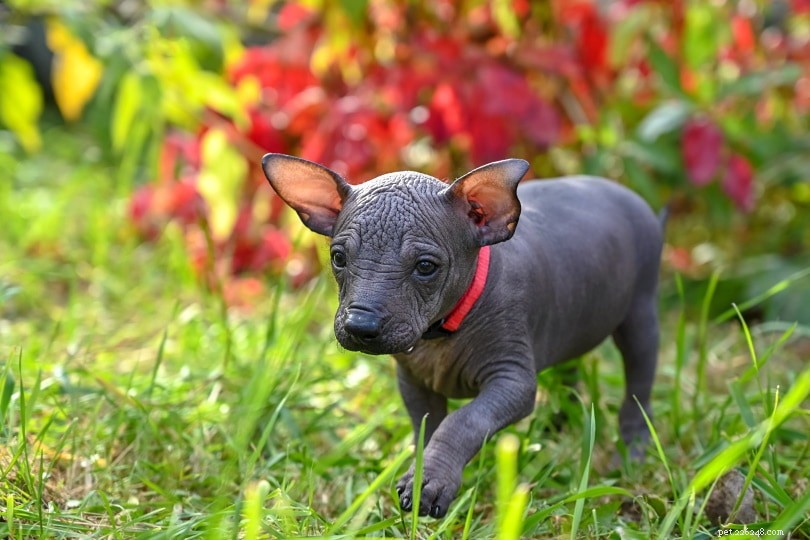 Mexický bezsrstý pes (Xoloitzcuintle)