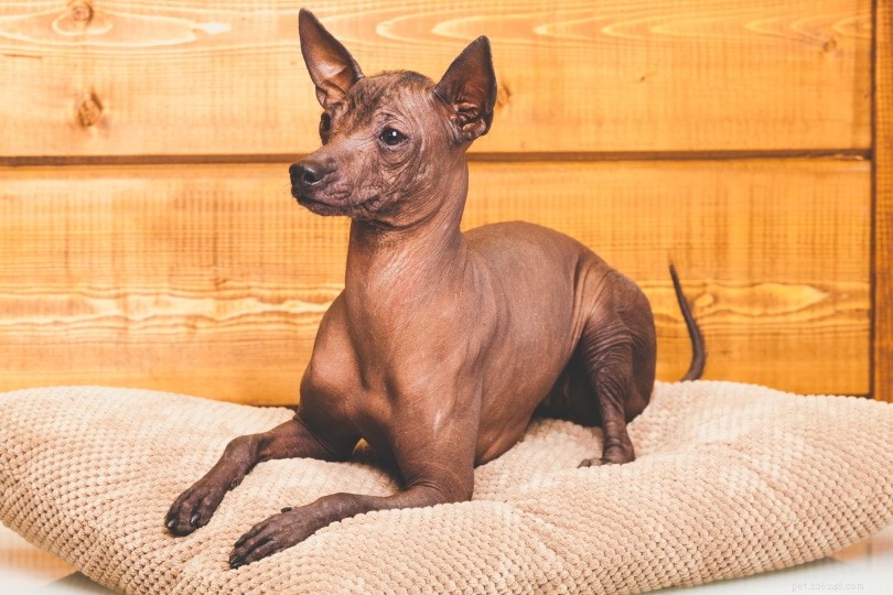 Cão sem pêlo mexicano (Xoloitzcuintle)