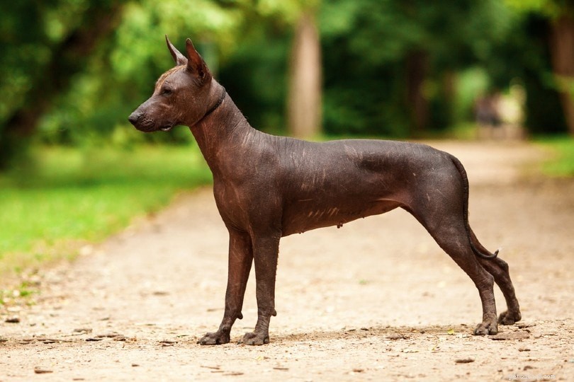 Cane senza pelo messicano (Xoloitzcuintle)