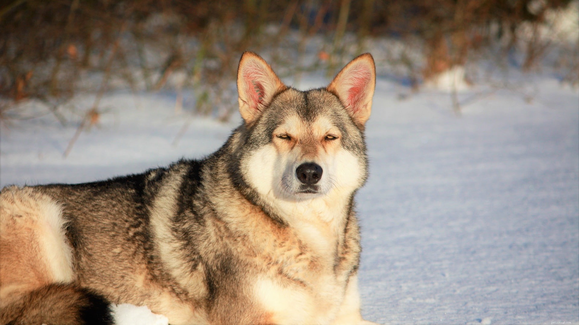 Guide complet du chien-loup de Saarloos :informations sur la race, photos, traits et plus !