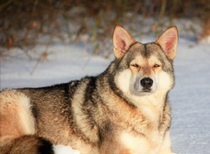Guida completa al cane lupo di Saarloos:informazioni sulla razza, immagini, caratteristiche e altro!