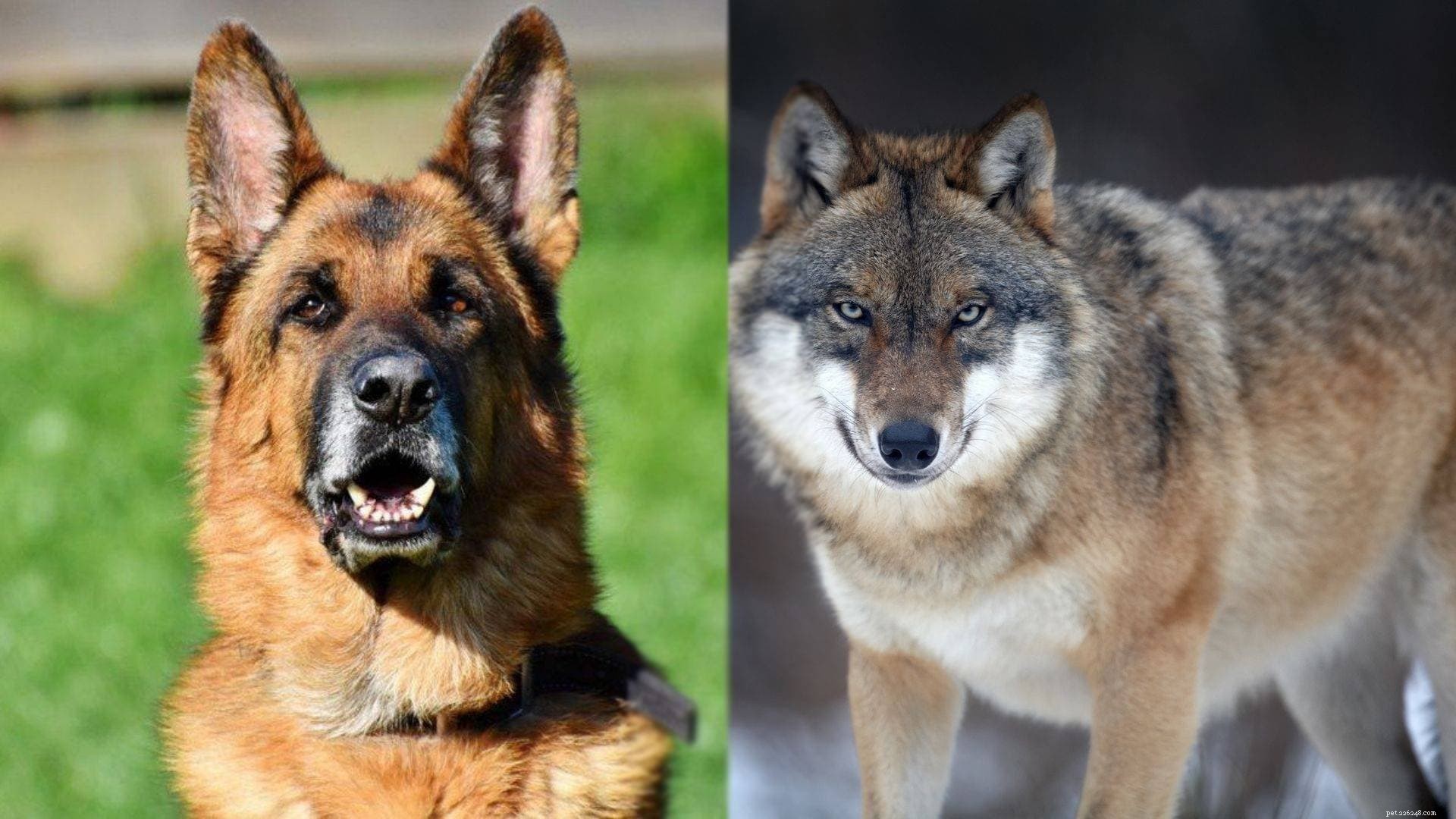Saarloos Wolfdog Komplett guide:rasinformation, bilder, egenskaper och mer!