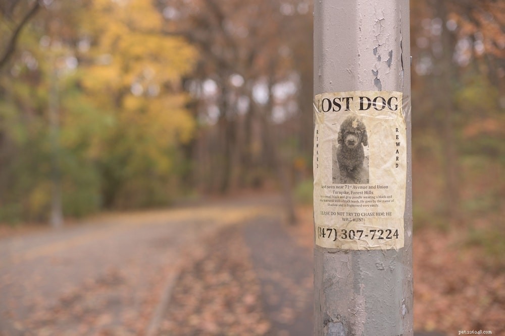 迷子になった犬を見つける方法：私たちのヒント 